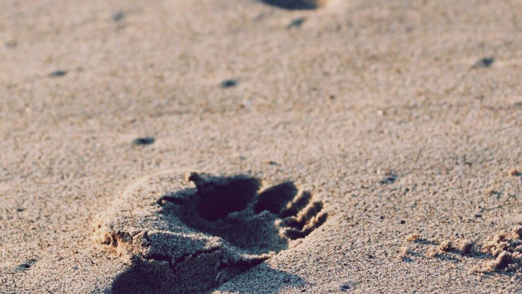 Student using AI tools on a laptop with a clean study desk
